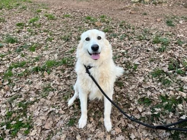 CREMA una bella timidina 