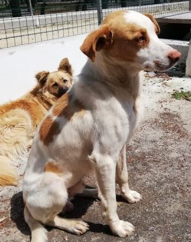 ARTU' giovane cercacoccole