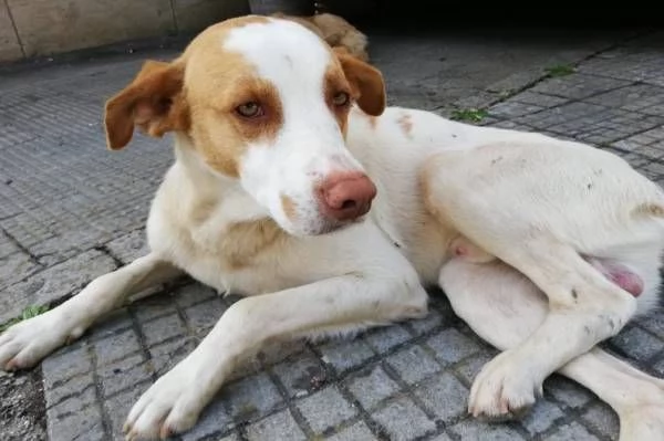 ARTU' giovane cercacoccole | Foto 0