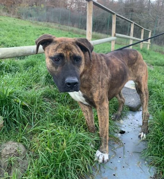 MORGANA adulta superaffettuosa