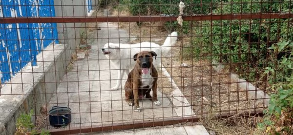 MORGANA adulta superaffettuosa | Foto 4