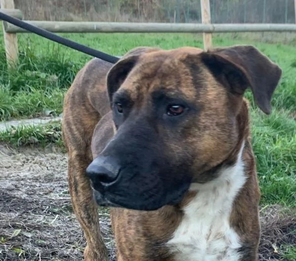 MORGANA adulta superaffettuosa | Foto 2