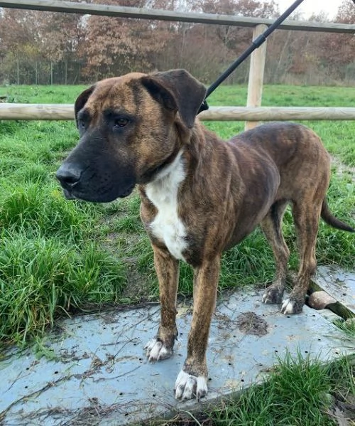 MORGANA adulta superaffettuosa | Foto 1