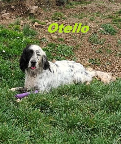 OTELLO un simpaticone che adora l'acqua | Foto 2
