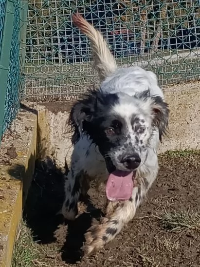 OTELLO un simpaticone che adora l'acqua | Foto 1