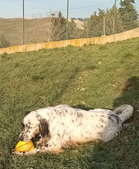 OTELLO un simpaticone che adora l'acqua | Foto 0