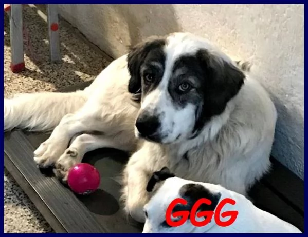 GGG il gigante gentile! | Foto 5
