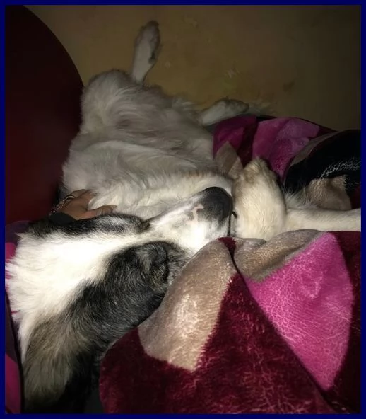 GGG il gigante gentile! | Foto 3