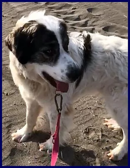 GGG il gigante gentile! | Foto 2