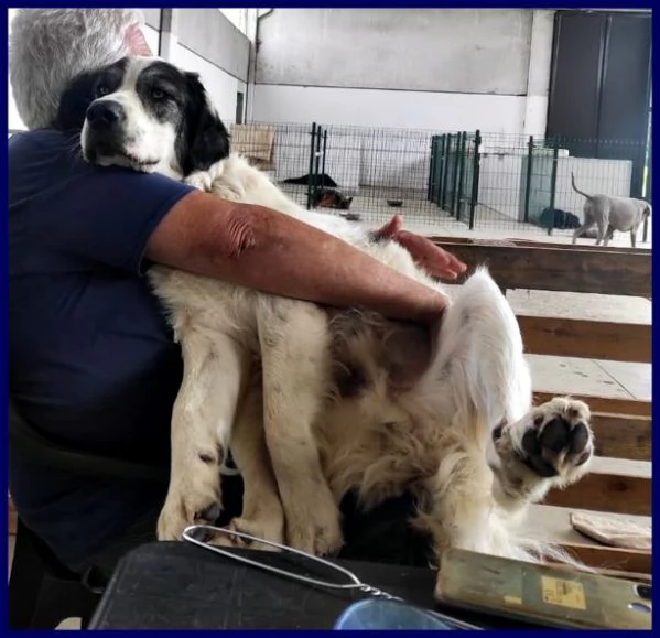 GGG il gigante gentile! | Foto 1