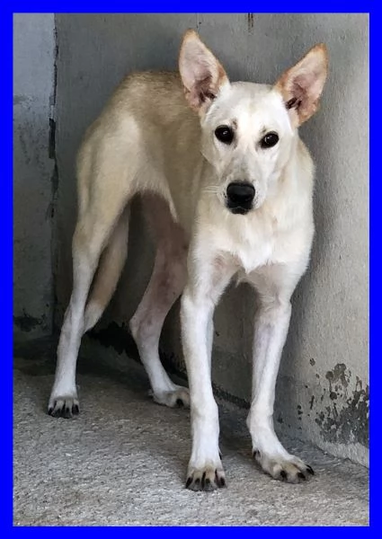 JANIS 8anni bella timidina