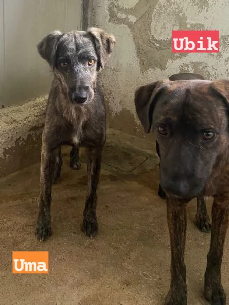 UMA e UBIK mamma e figlio un po' diffidenti | Foto 3