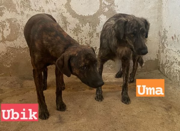 UMA e UBIK mamma e figlio un po' diffidenti | Foto 1