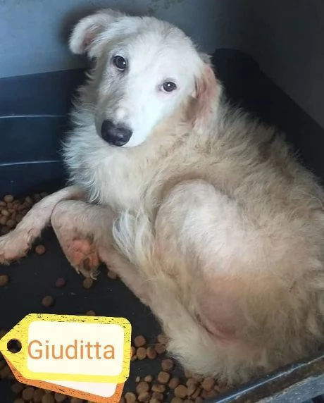 GIUDITTA 3anni altra dimenticata