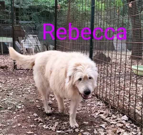 REBECCA 9anni  rimasta sola al mondo | Foto 4