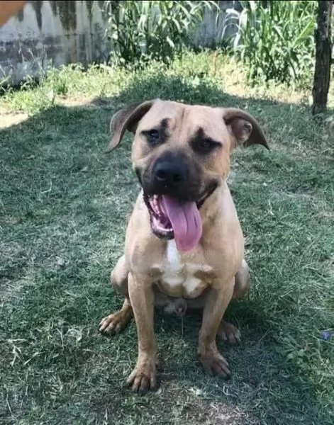 OTIS socievole, ama correre