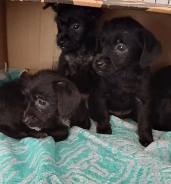 Mini cucciolata! 2 maschi e 2 femmine | Foto 4