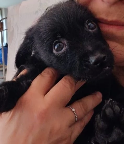 Mini cucciolata! 2 maschi e 2 femmine | Foto 3