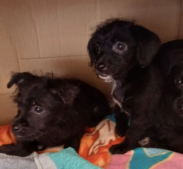 Mini cucciolata! 2 maschi e 2 femmine | Foto 2