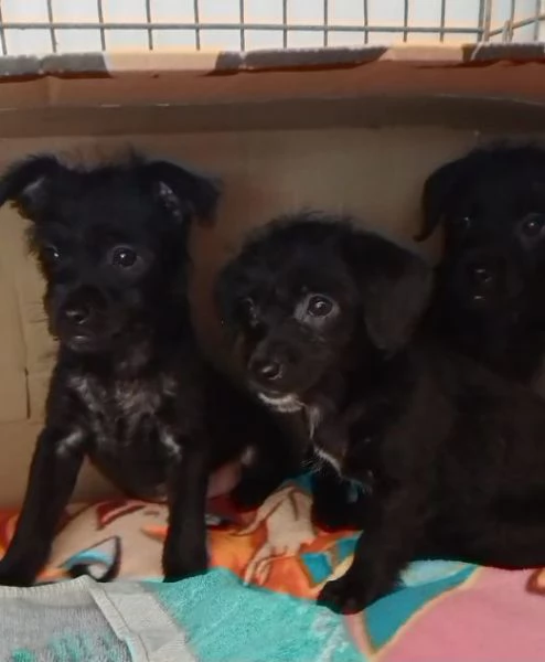 Mini cucciolata! 2 maschi e 2 femmine | Foto 1