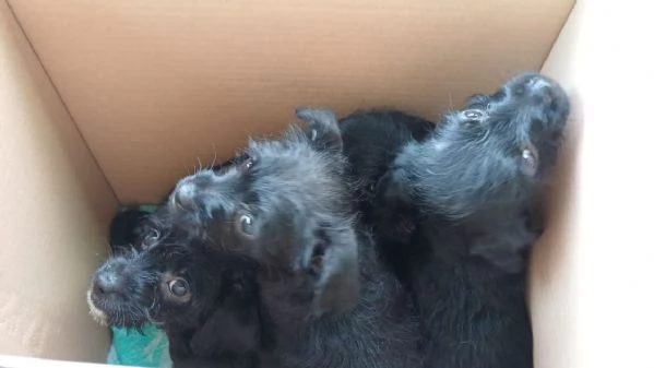 Mini cucciolata! 2 maschi e 2 femmine | Foto 0