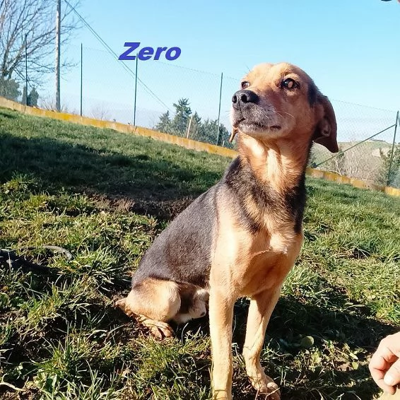 ZERO 7anni cerca le coccole | Foto 3