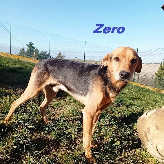 ZERO 7anni cerca le coccole | Foto 1