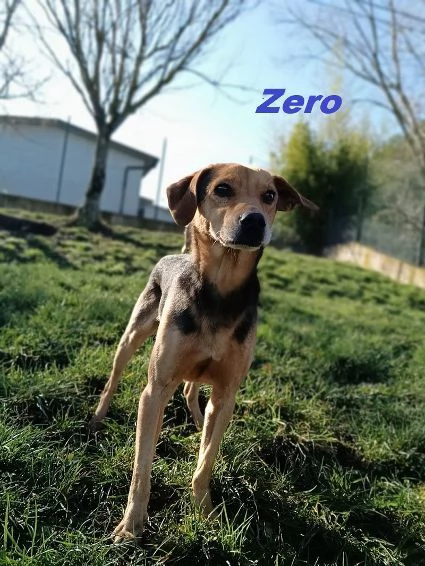 ZERO 7anni cerca le coccole | Foto 0