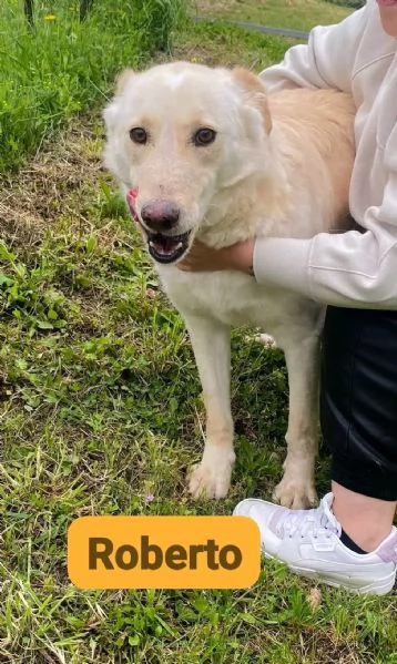 ROBERTO socievole ed allegro | Foto 4