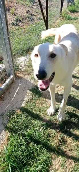 ROBERTO socievole ed allegro | Foto 2