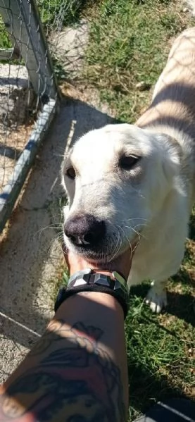 ROBERTO socievole ed allegro | Foto 1