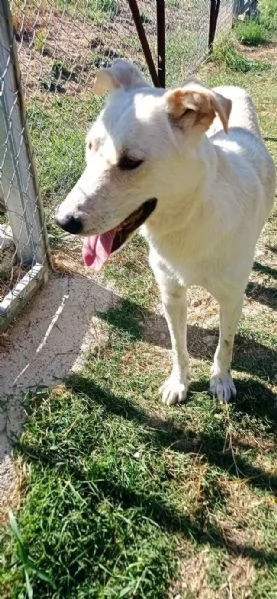 ROBERTO socievole ed allegro | Foto 0