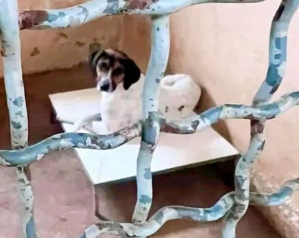 TWIST vagava in cerca di cibo - accalappiato! | Foto 4