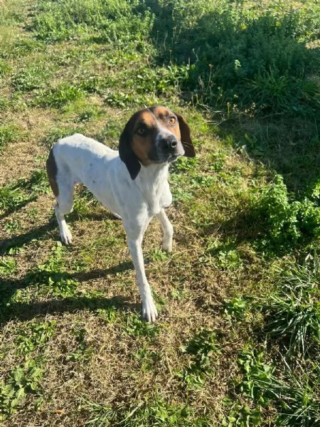 TWIST vagava in cerca di cibo - accalappiato! | Foto 3