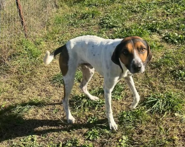 TWIST vagava in cerca di cibo - accalappiato! | Foto 2