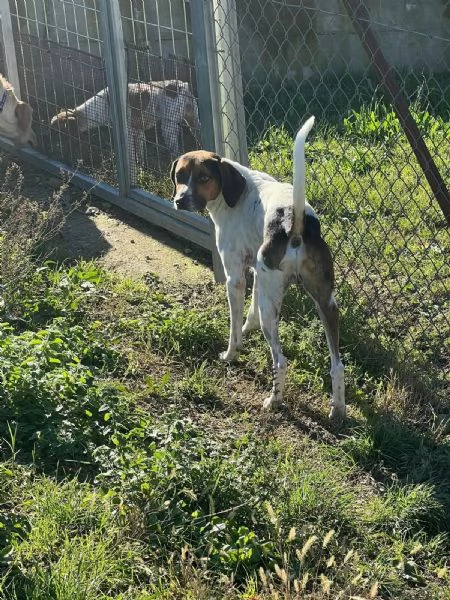 TWIST vagava in cerca di cibo - accalappiato! | Foto 1