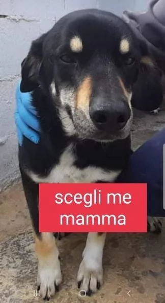 LIAM 3-4anni dolcissimo patatone tg media