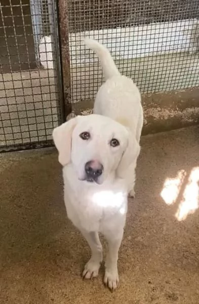 LERRY determinato tg mediogrande | Foto 4