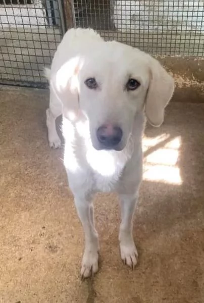 LERRY determinato tg mediogrande | Foto 3