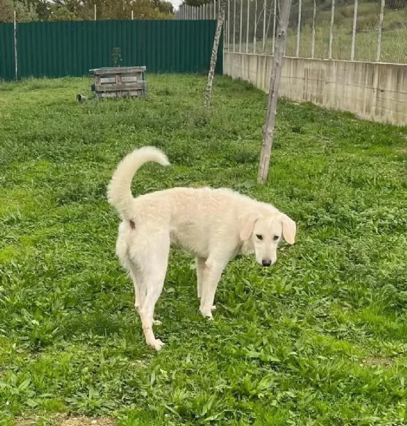 LERRY determinato tg mediogrande | Foto 2