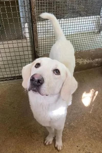 LERRY determinato tg mediogrande