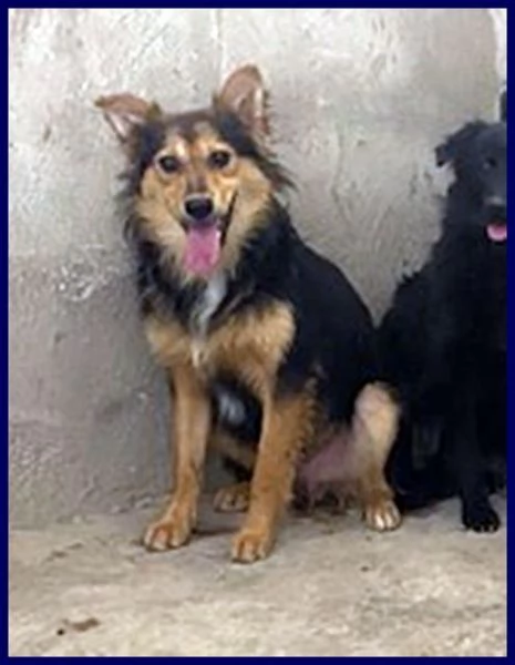 DANUBIO sui 4 anni lupacchiotto timidone | Foto 3