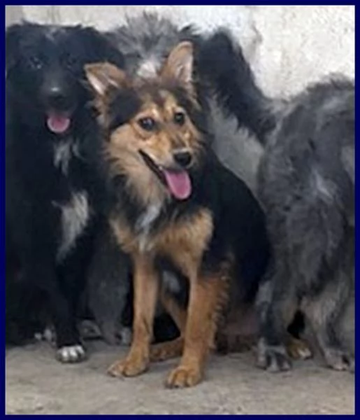 DANUBIO sui 4 anni lupacchiotto timidone | Foto 2