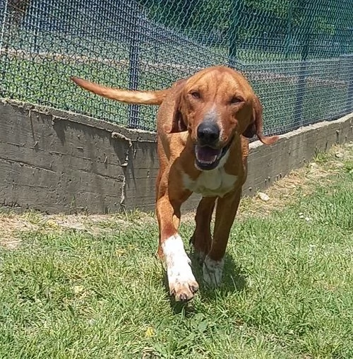 POLDO affettuoso ,timido con gli estranei