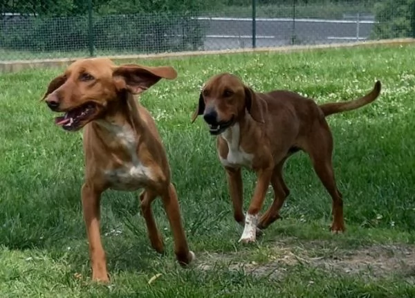 POLDO affettuoso ,timido con gli estranei | Foto 2