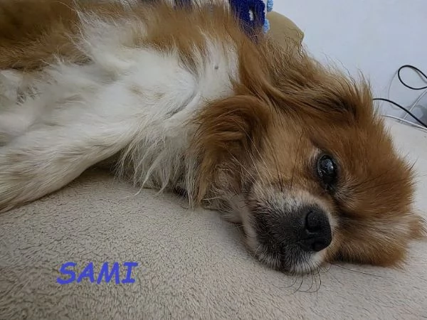 SAMI 9anni adozione del cuore!