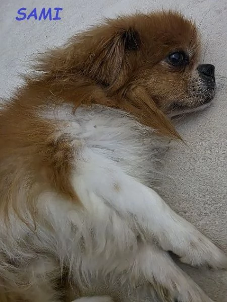 SAMI 9anni adozione del cuore! | Foto 0