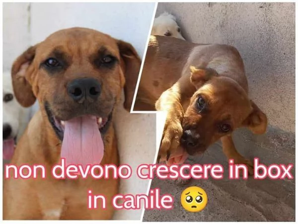 LISA sui 3anni timidina ma buona! | Foto 0