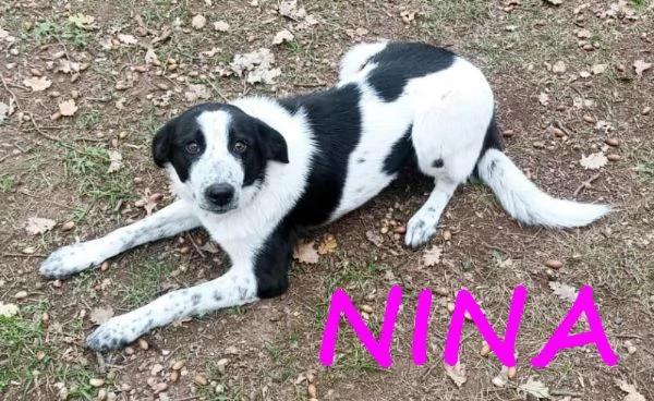 NINA e STELLA giovani e dolcissime | Foto 0