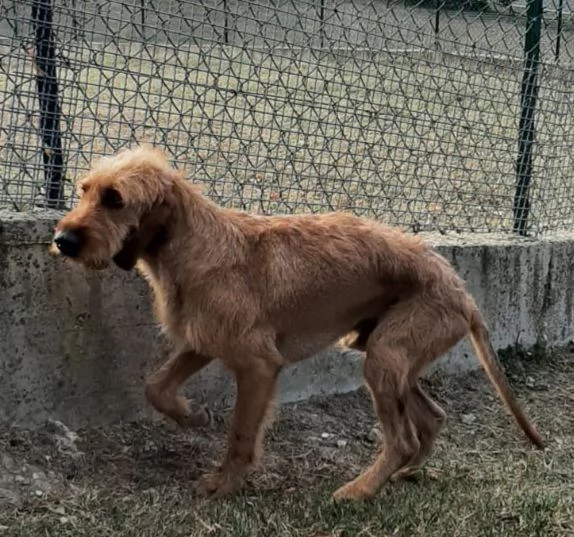 DICK 6anni senza pi&ugrave; casa | Foto 4